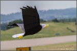 Eagle1.jpg