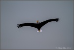 Eagle2.jpg