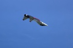 20160724_RencontreJetPayerne__278.jpg
